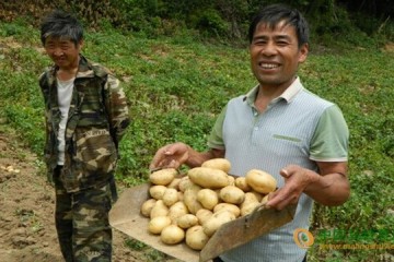 安康鎮平：脫毒種薯獲豐收 ()