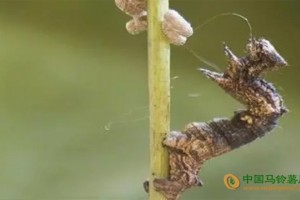 英國僵尸病毒爆發！這種病毒太邪惡了。。。 ()