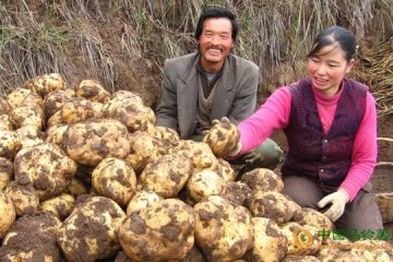 云南烏蒙鎮(zhèn)：馬鈴薯產(chǎn)業(yè)帶領(lǐng)群眾奔小康 ()