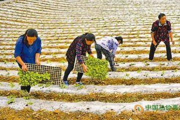 湖北恩施：高山蔬菜成精準脫貧產業 ()