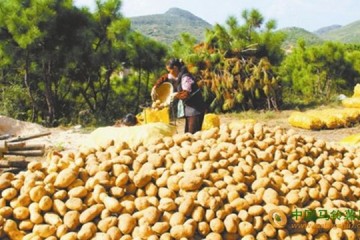 貴州威寧縣：馬鈴薯迎來收購旺季 入市俏銷 ()