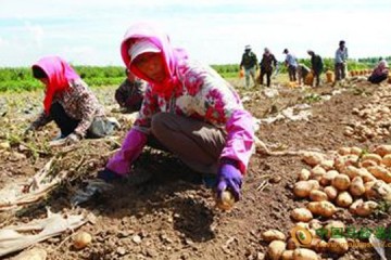 遼寧鐵嶺：新一季土豆助農增收 ()