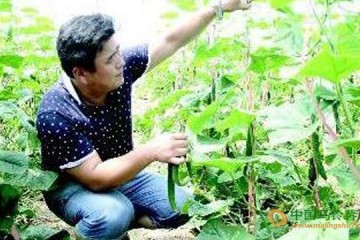 山東聊城：蔬菜大棚助農增收 ()