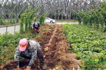 黑龍江虎林市：大棚復種土豆喜獲豐收 ()
