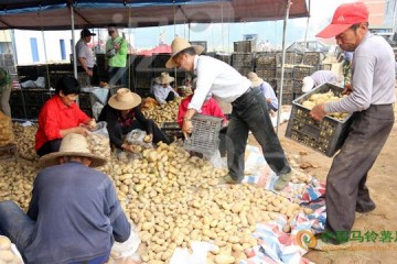 貴州威寧馬鈴薯助農增收 ()