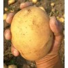 吉林優質土豆二兩起步0.3