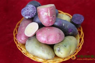 黑龍江克山縣：彩色馬鈴薯引領產業發展壯大 ()