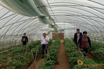 河南社旗縣：蔬菜大棚產值高 農戶收益顯著 ()