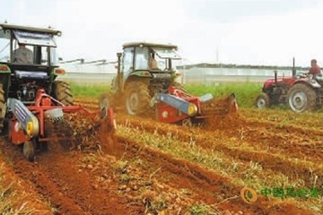 云南宣威市：馬鈴薯機械化作業正當時 ()