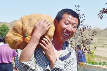 內蒙古包頭市：數千畝馬鈴薯豐收在即 ()