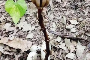 四川發現“冥界之花”！傳說有起死回生的魔力！ ()