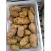 出售庫內荷蘭15土豆！30萬斤