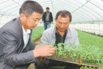 河南光山縣：秋菜育苗正當時 ()