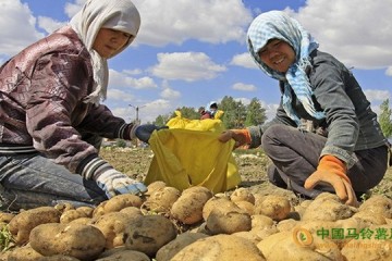 新疆奎蘇鎮：新季馬鈴薯喜獲豐收 ()