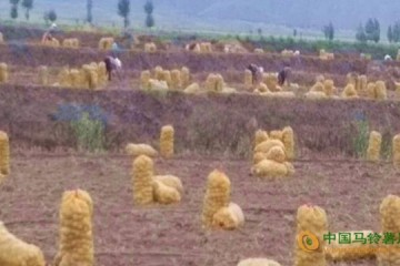 甘肅民樂縣：數千畝馬鈴薯喜獲豐收 ()