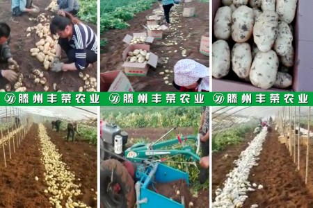 滕州豐榮農業 (0)