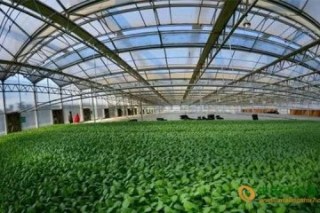 河南新野縣：蔬菜產業帶動全縣經濟發展 ()