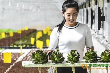 河北永清縣：無土水培蔬菜技術引領產業發展 ()
