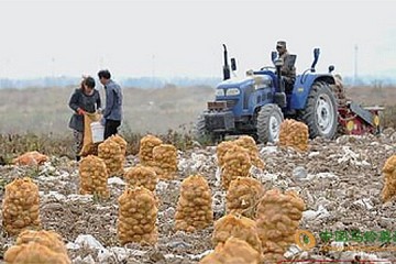 新疆新土豆上市 交易可持續到明年春 ()