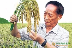 人類餓不死了！海水稻終于試驗成功！畝產621公斤！ ()