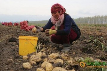 土豆產業帶動新疆昭蘇縣奔小康 ()