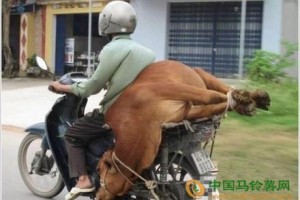 搞笑動物,勾肩搭背,世間常態,你說牛嗎？ ()