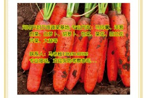 代收：胡蘿卜、紅蘿卜、河南萬畝蔬菜基地