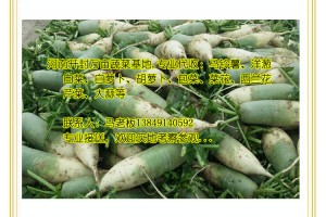 代收：青皮蘿卜、紅皮蘿卜、白菜，河南萬畝蔬菜基地