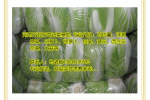 代收：秋冬白菜，小白菜，青麻葉白菜，娃娃菜