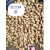 出售黑龍江土豆