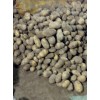大量出售荷蘭十五   荷蘭十四  226