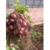本合作社有大量原原種