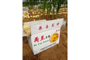 山東肥城大量供應荷蘭十五土豆馬鈴薯