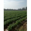 本地大量種植荷蘭十五土豆