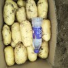 大量供應荷蘭土豆