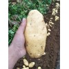 肥城海潤(rùn)蔬菜精品荷蘭土豆批發(fā)