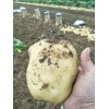 大量供應土豆