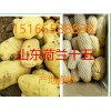 土豆批發(fā)山東陸地荷蘭十五土豆產地批發(fā)