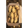 本人大量供應荷蘭十五土豆
