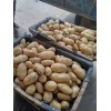 膠州市膠西鎮(zhèn)以及柏城鎮(zhèn)荷蘭十五土豆大量上市
