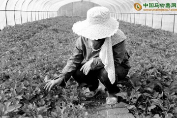 脫毒技術助馬鈴薯豐收 ()