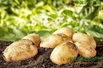 馬鈴薯：價格7月持續季節性下跌 ()