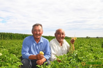 馬鈴薯種植助力農民致富 ()