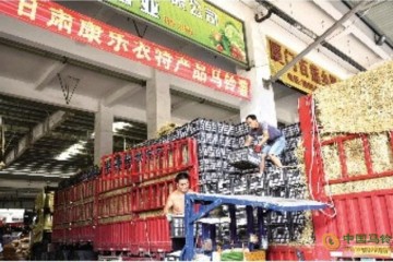 甘肅康樂高原馬鈴薯助農脫貧 ()