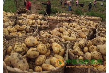 商都縣：希森6號喜獲高產 ()