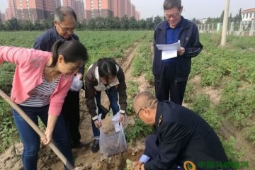 朔州市農委開展馬鈴薯調查工作 ()