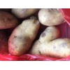 本人出售大量優(yōu)質土豆克新荷蘭226