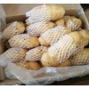 供應肥城土豆