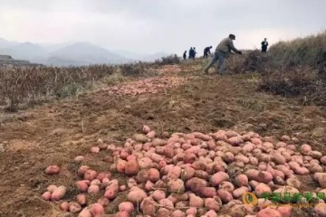 山西：貧困區土豆進社區 ()