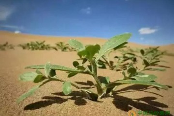 沙漠里種出“希望薯” ()
